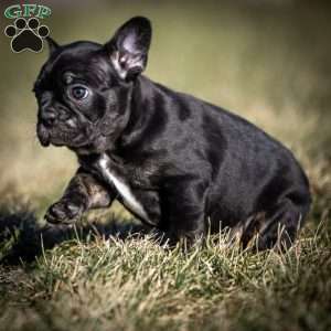 Louis, Frenchton Puppy