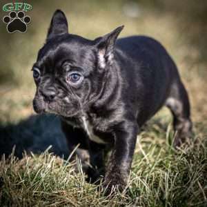 Louis, Frenchton Puppy