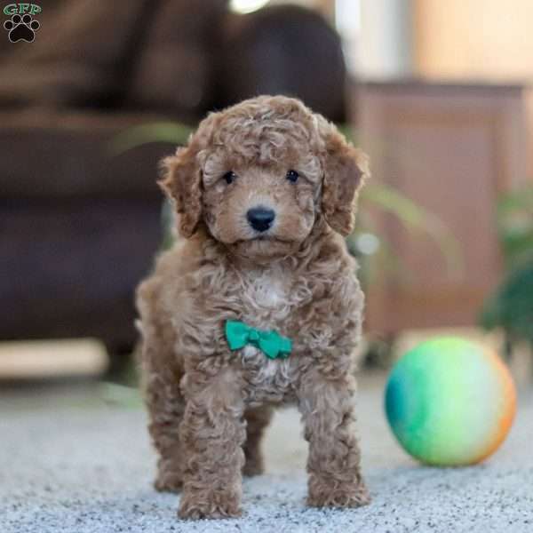 Lucas, Cavapoo Puppy