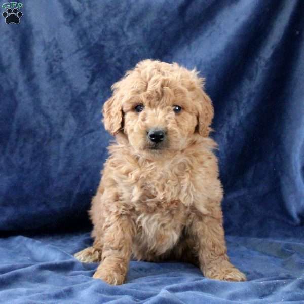 Lucas, Mini Goldendoodle Puppy