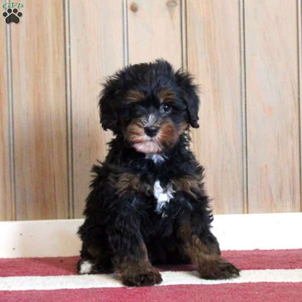 Lucas, Mini Bernedoodle Puppy