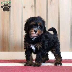 Lucas, Mini Bernedoodle Puppy