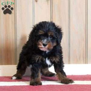 Lucas, Mini Bernedoodle Puppy