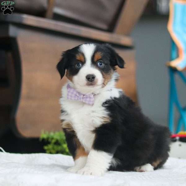 Lucy, Miniature Australian Shepherd Puppy