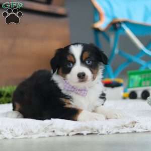 Lucy, Miniature Australian Shepherd Puppy