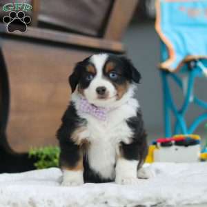 Lucy, Miniature Australian Shepherd Puppy