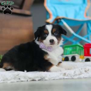 Lucy, Miniature Australian Shepherd Puppy