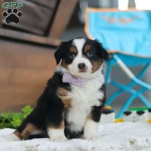 Lucy, Miniature Australian Shepherd Puppy