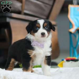 Lucy, Miniature Australian Shepherd Puppy