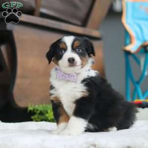 Lucy, Miniature Australian Shepherd Puppy