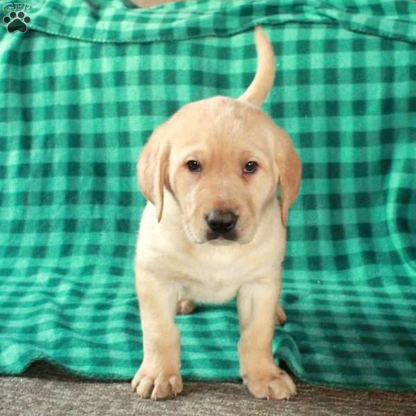 Lucky, Yellow Labrador Retriever Puppy