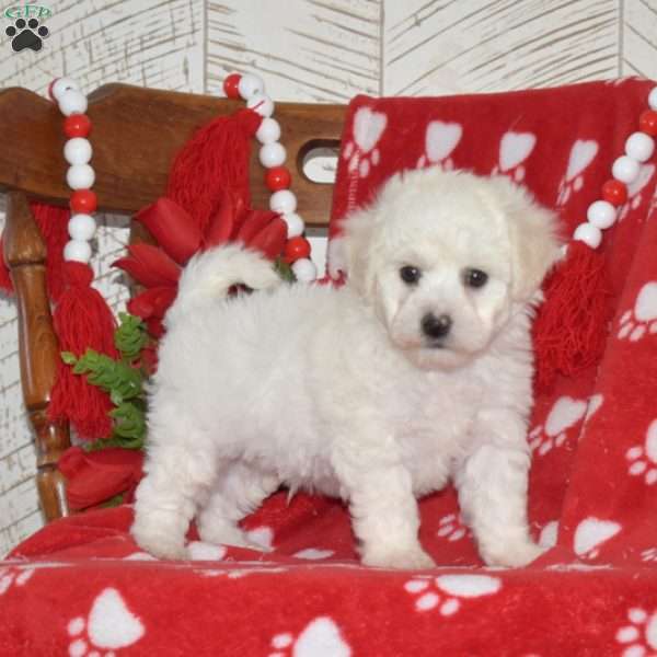 Lucky, Bichon Frise Puppy