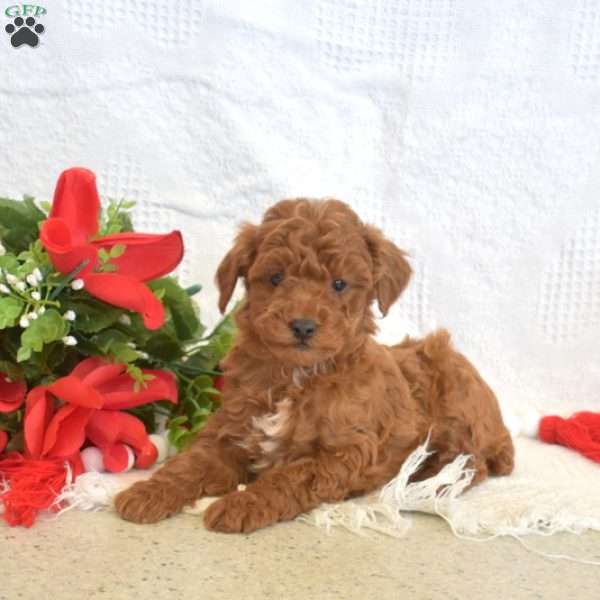 Lucky, Miniature Poodle Puppy