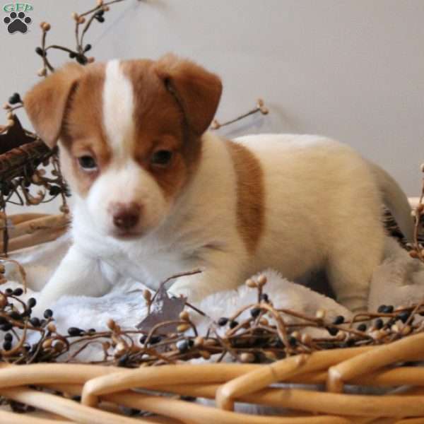 Lucky, Jack Russell Terrier Puppy