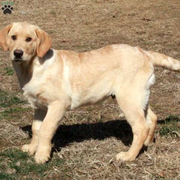 Lucky, Yellow Labrador Retriever Puppy