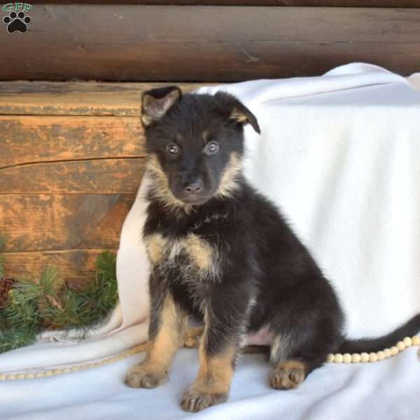 Lucky, German Shepherd Puppy