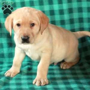 Lucky, Yellow Labrador Retriever Puppy