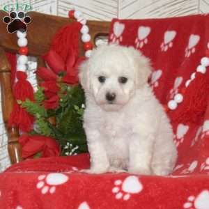 Lucky, Bichon Frise Puppy