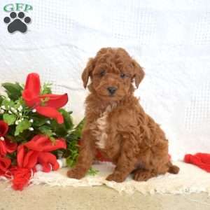 Lucky, Miniature Poodle Puppy