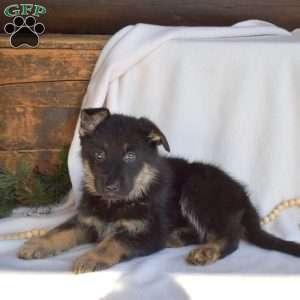 Lucky, German Shepherd Puppy