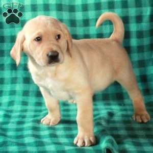 Lucky, Yellow Labrador Retriever Puppy