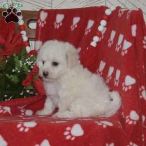 Lucky, Bichon Frise Puppy