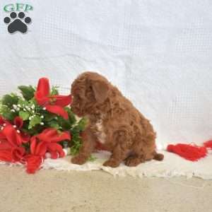 Lucky, Miniature Poodle Puppy