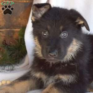 Lucky, German Shepherd Puppy