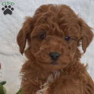 Lucky, Miniature Poodle Puppy