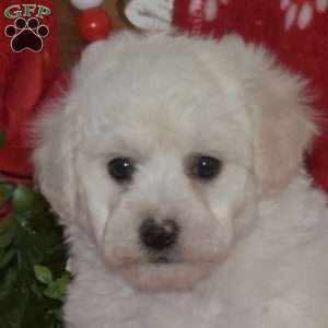 Lucky, Bichon Frise Puppy