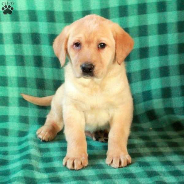 Lucy, Yellow Labrador Retriever Puppy