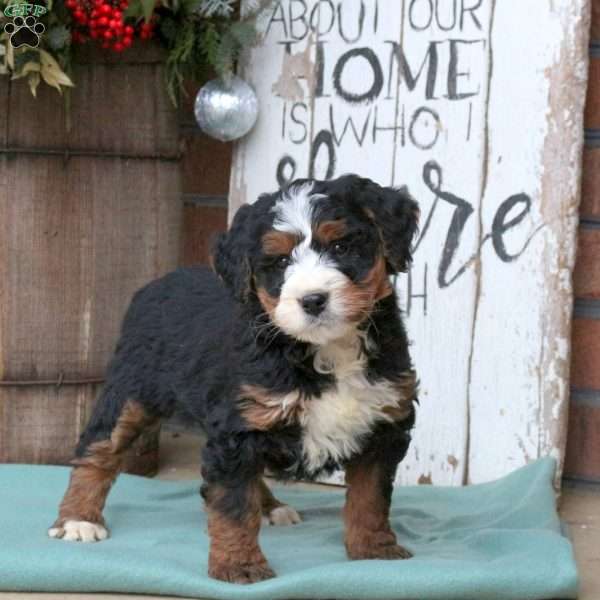 Lucy, Bernedoodle Puppy