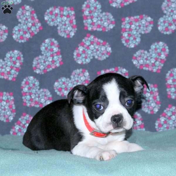 Lucy, Boston Terrier Puppy