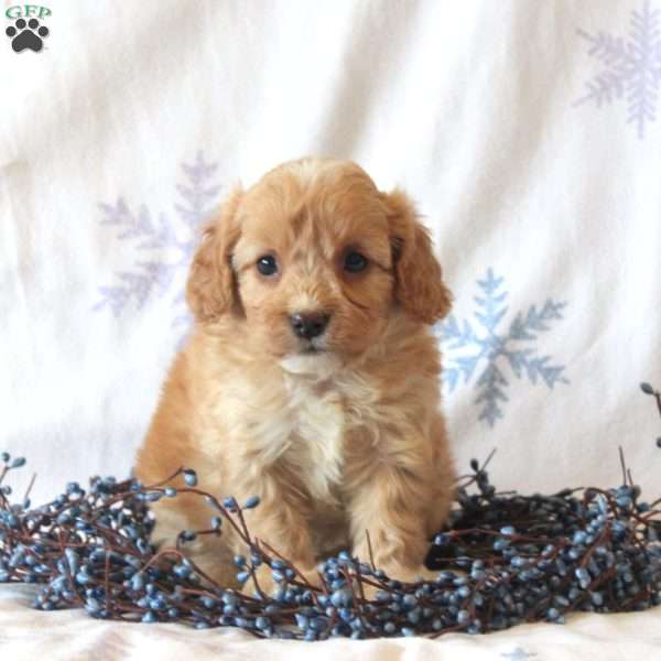 Lucy, Cavachon Puppy