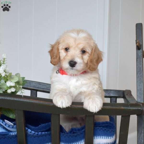 Lucy, Mini Goldendoodle Puppy