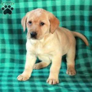 Lucy, Yellow Labrador Retriever Puppy