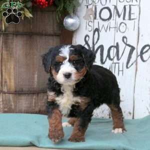 Lucy, Bernedoodle Puppy