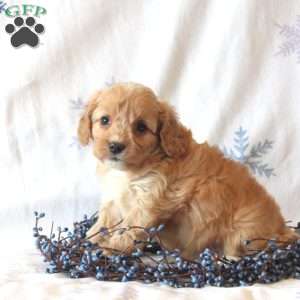 Lucy, Cavachon Puppy