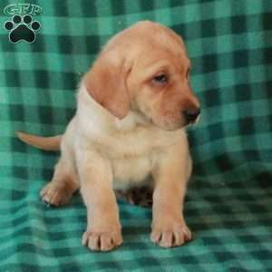 Lucy, Yellow Labrador Retriever Puppy