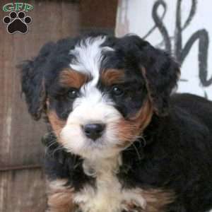 Lucy, Bernedoodle Puppy