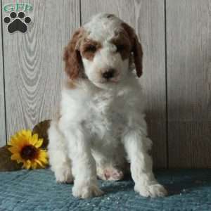 Lucy-Moyen, Standard Poodle Puppy