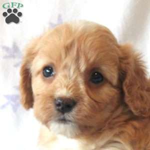 Lucy, Cavachon Puppy