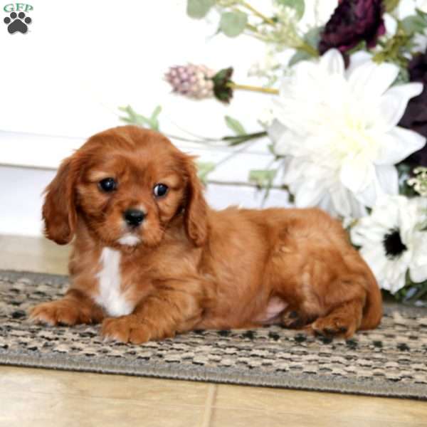 Lucy, Cavalier King Charles Spaniel Puppy