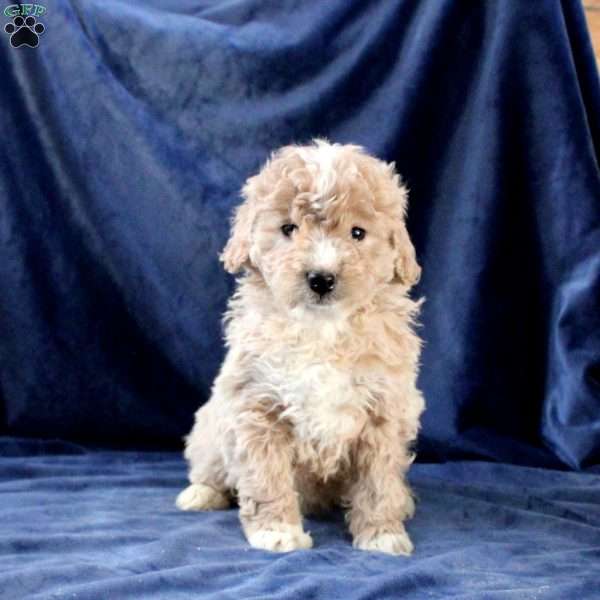 Lucy, Mini Goldendoodle Puppy