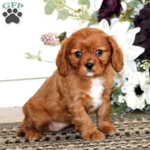 Lucy, Cavalier King Charles Spaniel Puppy