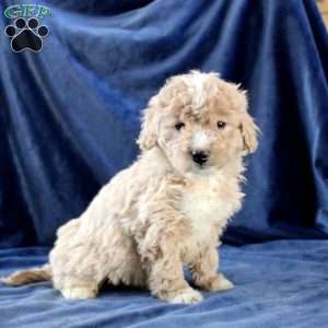 Lucy, Mini Goldendoodle Puppy