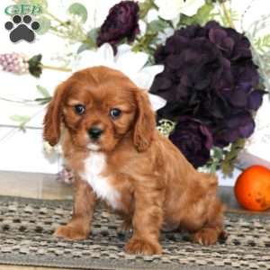 Lucy, Cavalier King Charles Spaniel Puppy