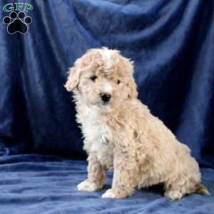 Lucy, Mini Goldendoodle Puppy