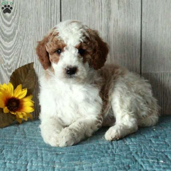 Luke-Moyen, Standard Poodle Puppy