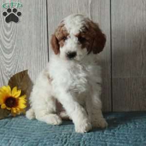 Luke-Moyen, Standard Poodle Puppy